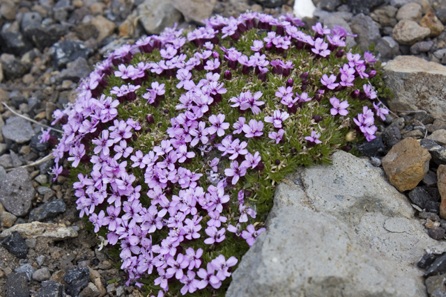 2011-06-29_09-15-12 island.jpg - Stngelloses Leimkraut (Silene acaulis)